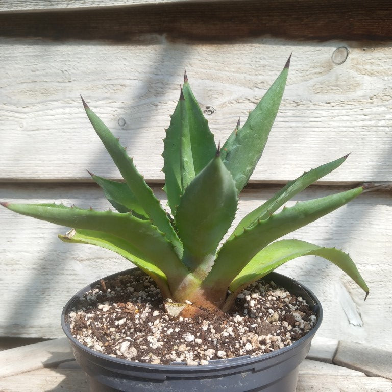 Agave fourcroydes