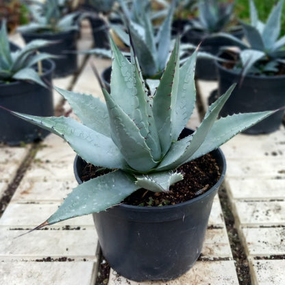 Agave havardiana