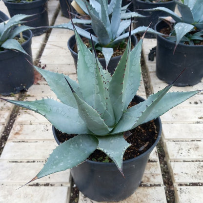 Agave havardiana