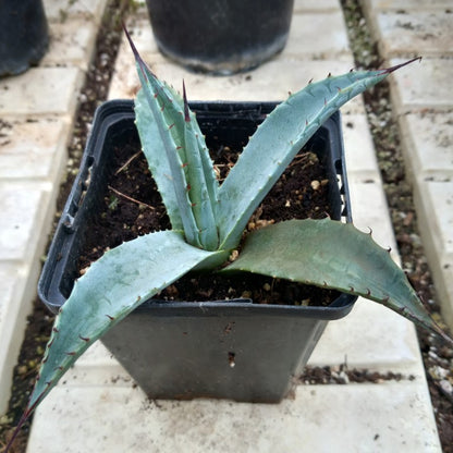 Agave havardiana