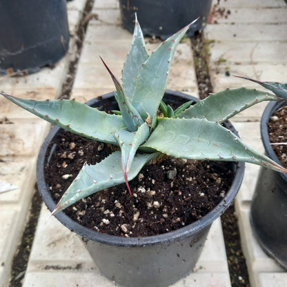 Agave havardiana