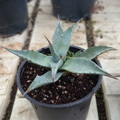 Agave havardiana