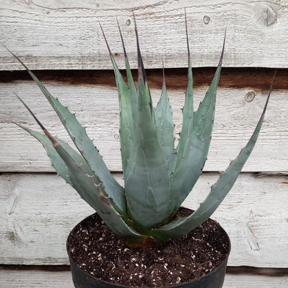 Agave neomexicana, total 45 cm, pot Ø20 cm (No. 1)