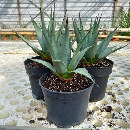 Agave parryi sp. neomexicana