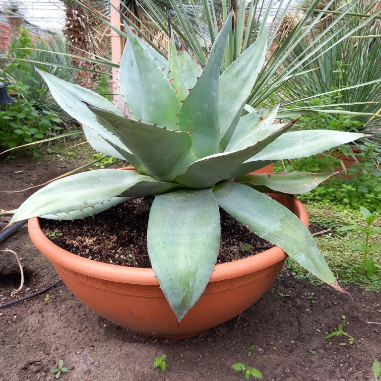 Agave ovatifolia, diam. 73 cm