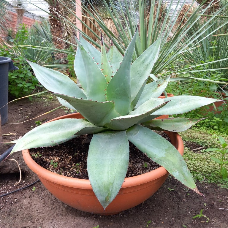 Agave ovatifolia, diam. 73 cm