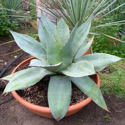 Agave ovatifolia, diam. 73 cm