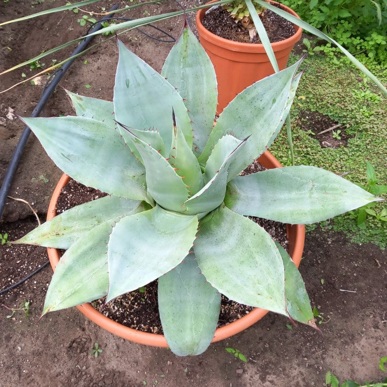 Agave ovatifolia, diam. 73 cm