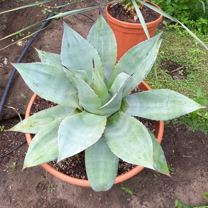 Agave ovatifolia, diam. 73 cm