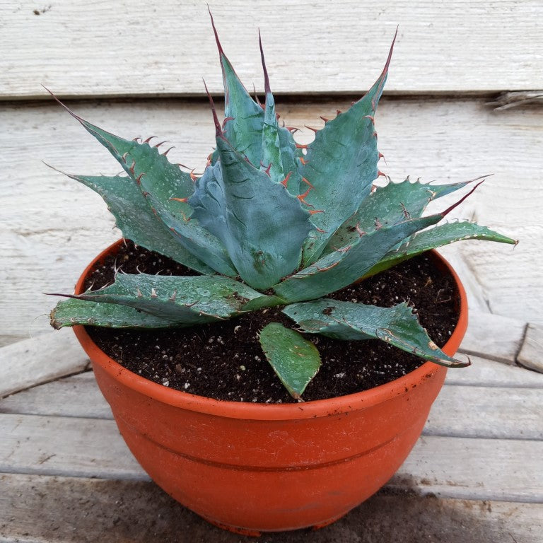 Agave parrasana, diam. 27  cm, pot Ø 19 cm (No. 1)