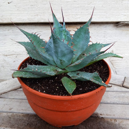 Agave parrasana, diam. 27  cm, pot Ø 19 cm (No. 1)