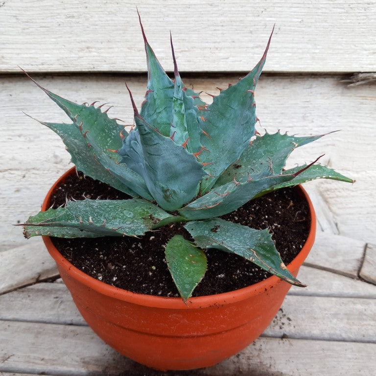 Agave parrasana, diam. 27  cm, pot Ø 19 cm (No. 1)