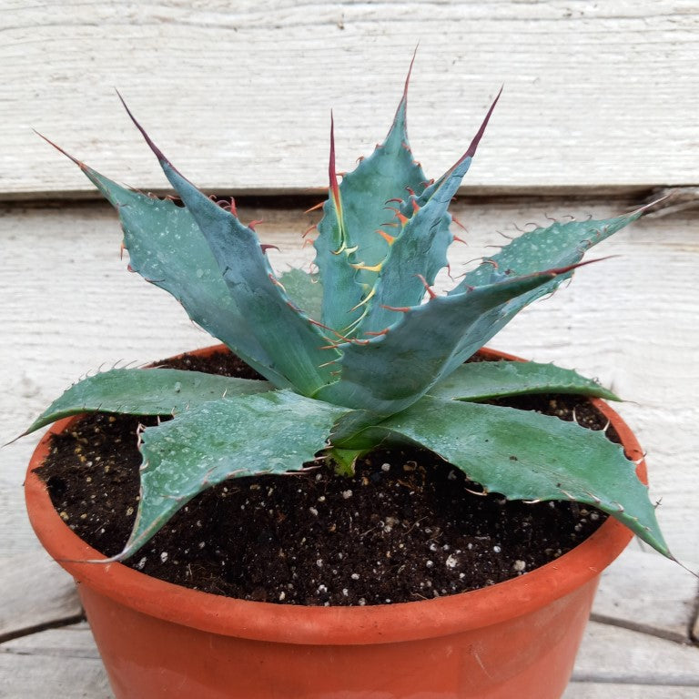 Agave parrasana, diam. 21  cm, pot Ø 19 cm (No. 3)