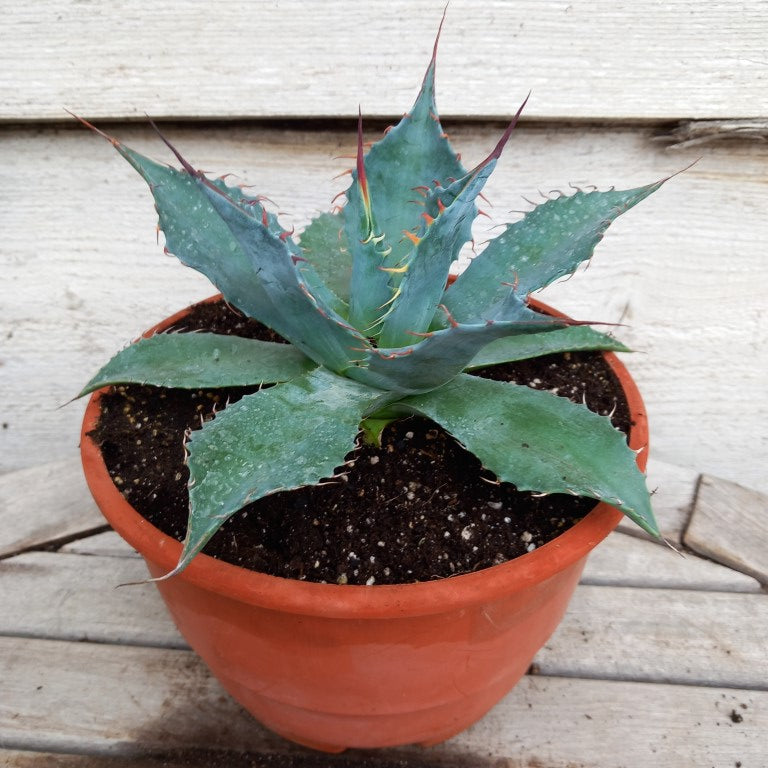 Agave parrasana, diam. 21  cm, pot Ø 19 cm (No. 3)