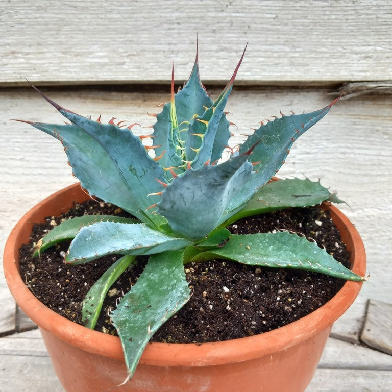 Agave parrasana, diam. 21  cm, pot Ø 19 cm (No. 4)
