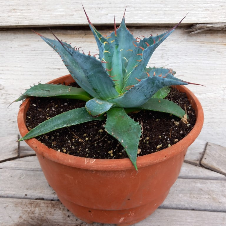 Agave parrasana, diam. 21  cm, pot Ø 19 cm (No. 4)