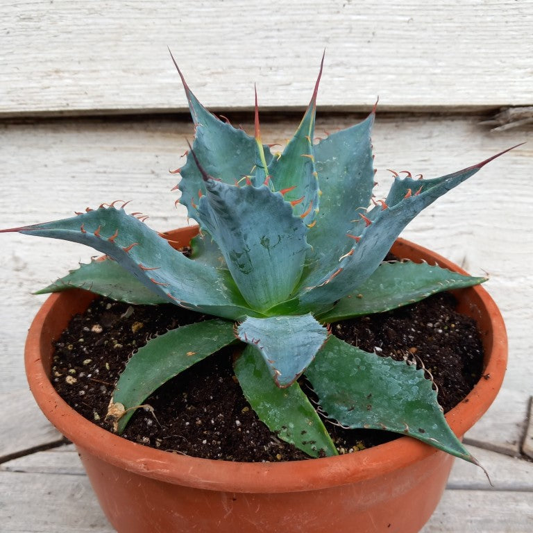 Agave parrasana, diam. 21  cm, pot Ø 19 cm (No. 4)