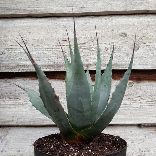 Agave neomexicana, total 45 cm, pot Ø20 cm (No. 1)