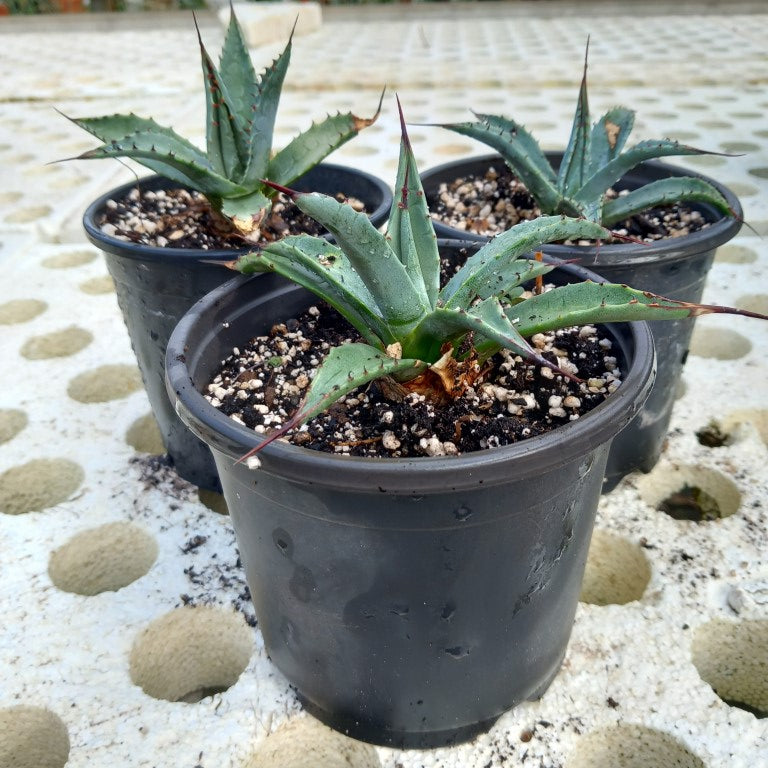 Agave parryi sp. neomexicana