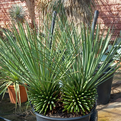Agave striata stem/plant/total 2x30/80/115 cm, pot Ø45 cm (15-1)