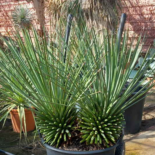 Agave striata stem/plant/total 2x30/80/115 cm, pot Ø45 cm (15-1)