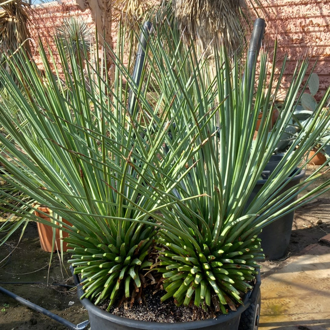 Agave striata stem/plant/total 2x30/80/115 cm, pot Ø45 cm (15-1)