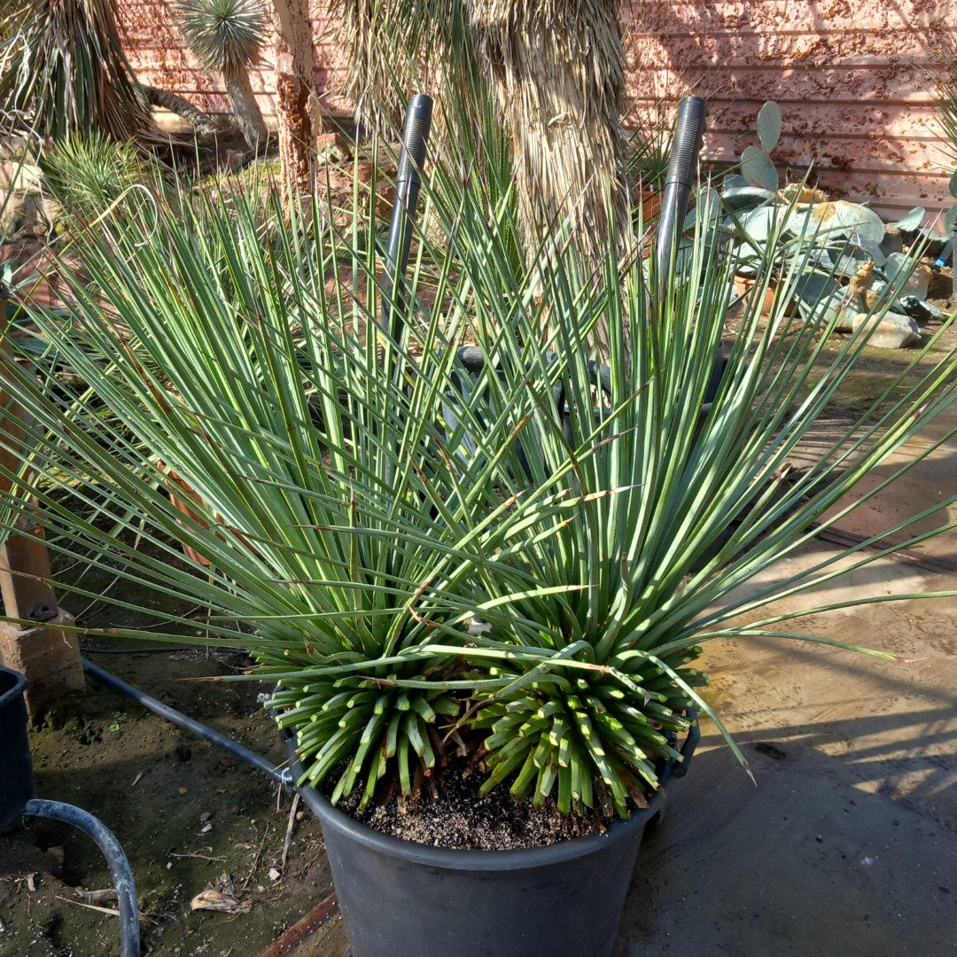 Agave striata stem/plant/total 2x30/80/115 cm, pot Ø45 cm (15-1)