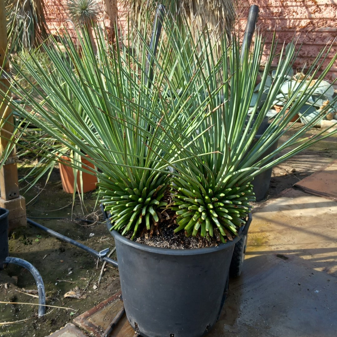 Agave striata stem/plant/total 2x30/80/115 cm, pot Ø45 cm (15-1)