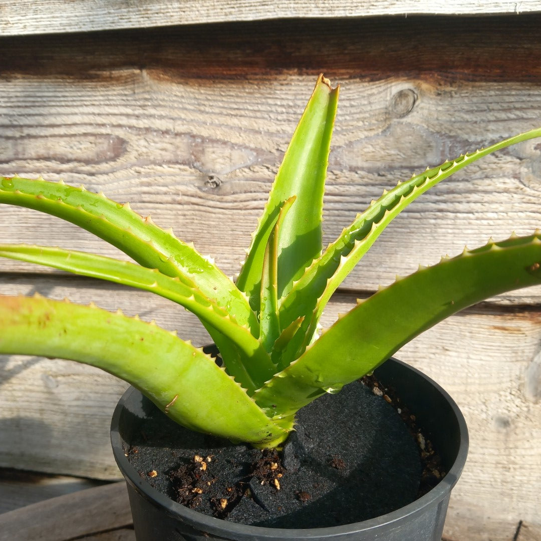 Aloe helenae, 3 ltr pot a