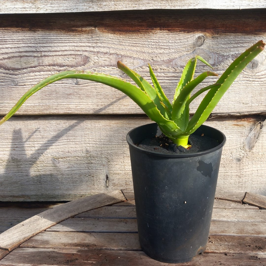 Aloe helenae, 3 ltr pot c
