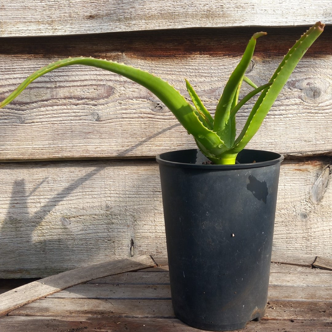 Aloe helenae, plant height 32 cm, diameter 47 cm, 3 ltr. pot (No. 1)