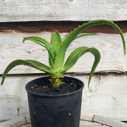Aloe helenae, 3 ltr.