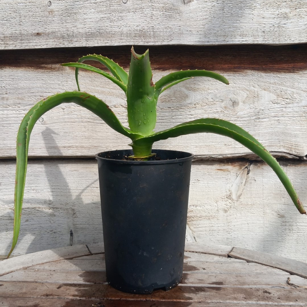 Aloe helenae, 3 ltr.