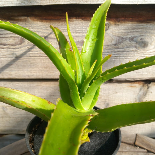 Aloe helenae, 3 ltr. pot 
