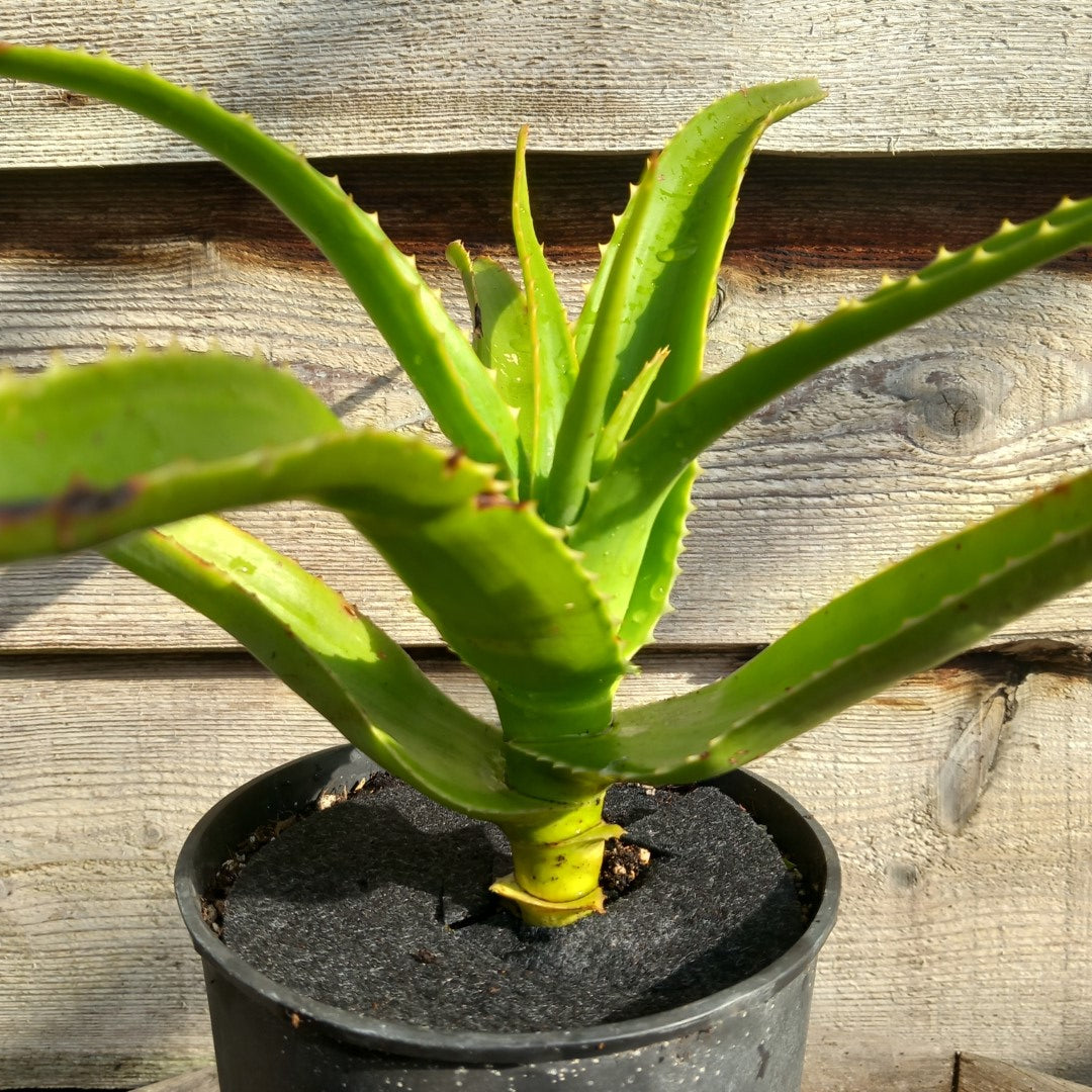 Aloe helenae, 3 ltr. pot 