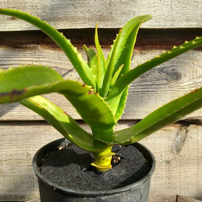 Aloe helenae, 3 ltr. pot 