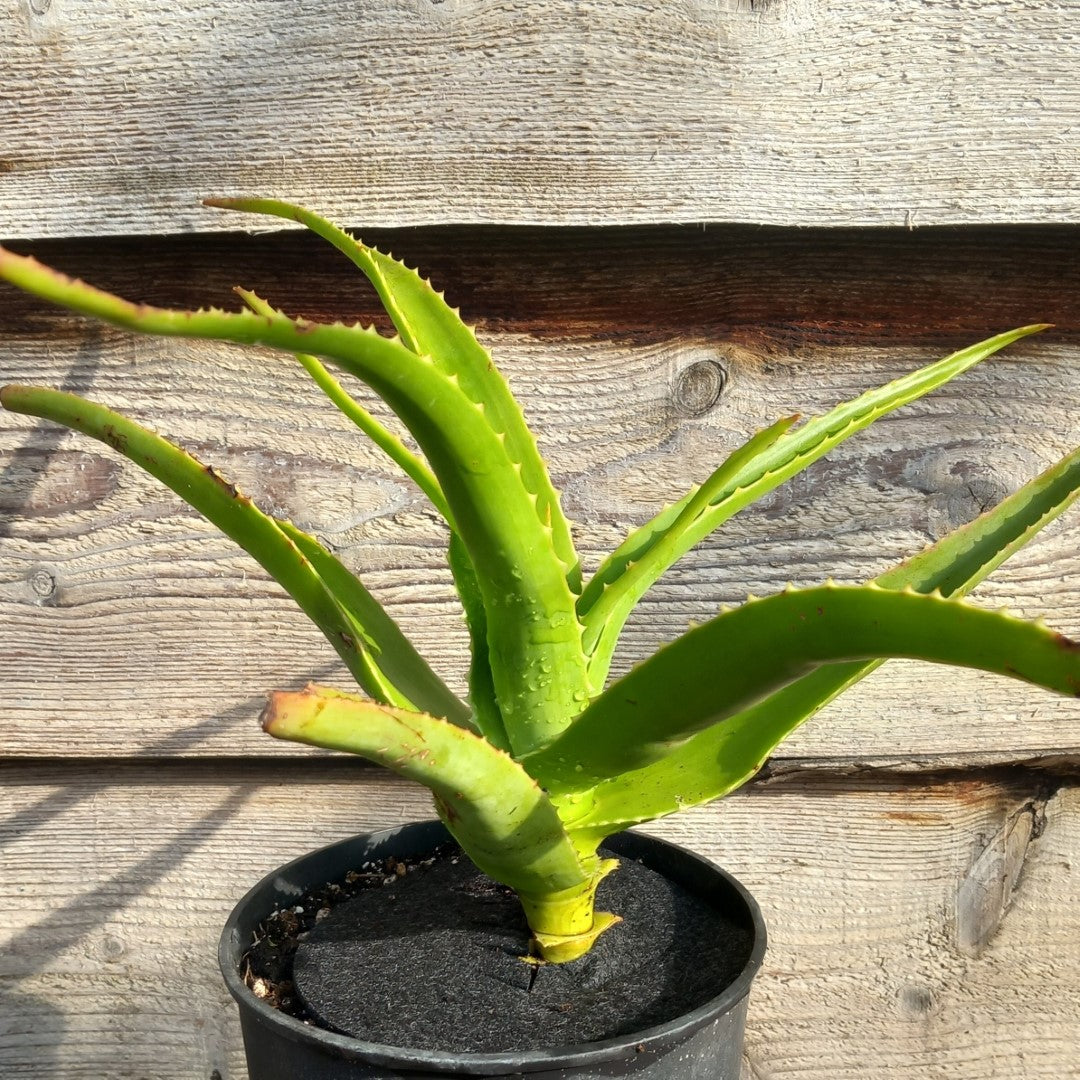 Aloe helenae, 3 ltr. pot 