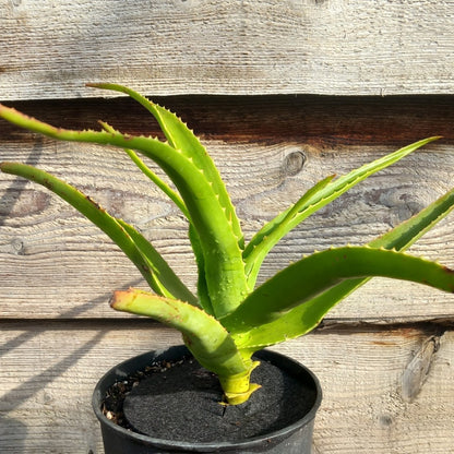Aloe helenae, 3 ltr. pot 