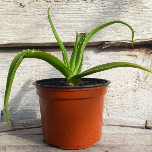 Aloe helenae, c13 pot