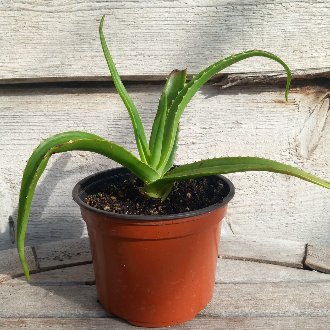 Aloe helenae, c13 pot