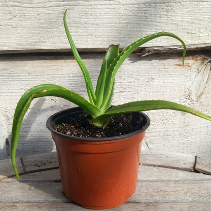 Aloe helenae, c13 pot