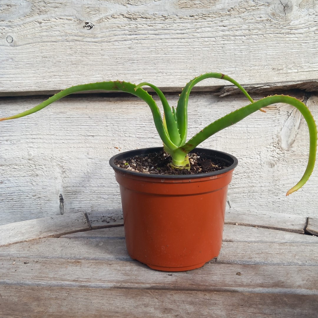 Aloe helenae, c13 pot
