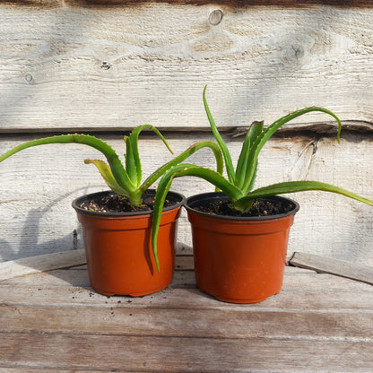 Aloe helenae, c13 pot