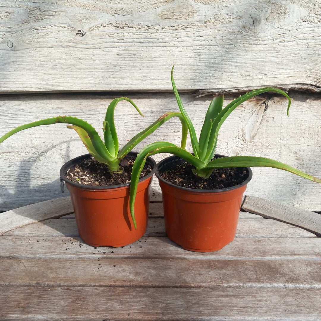Aloe helenae, c13 pot