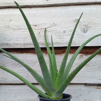 Aloe vera barbadensis, total 50-60 cm
