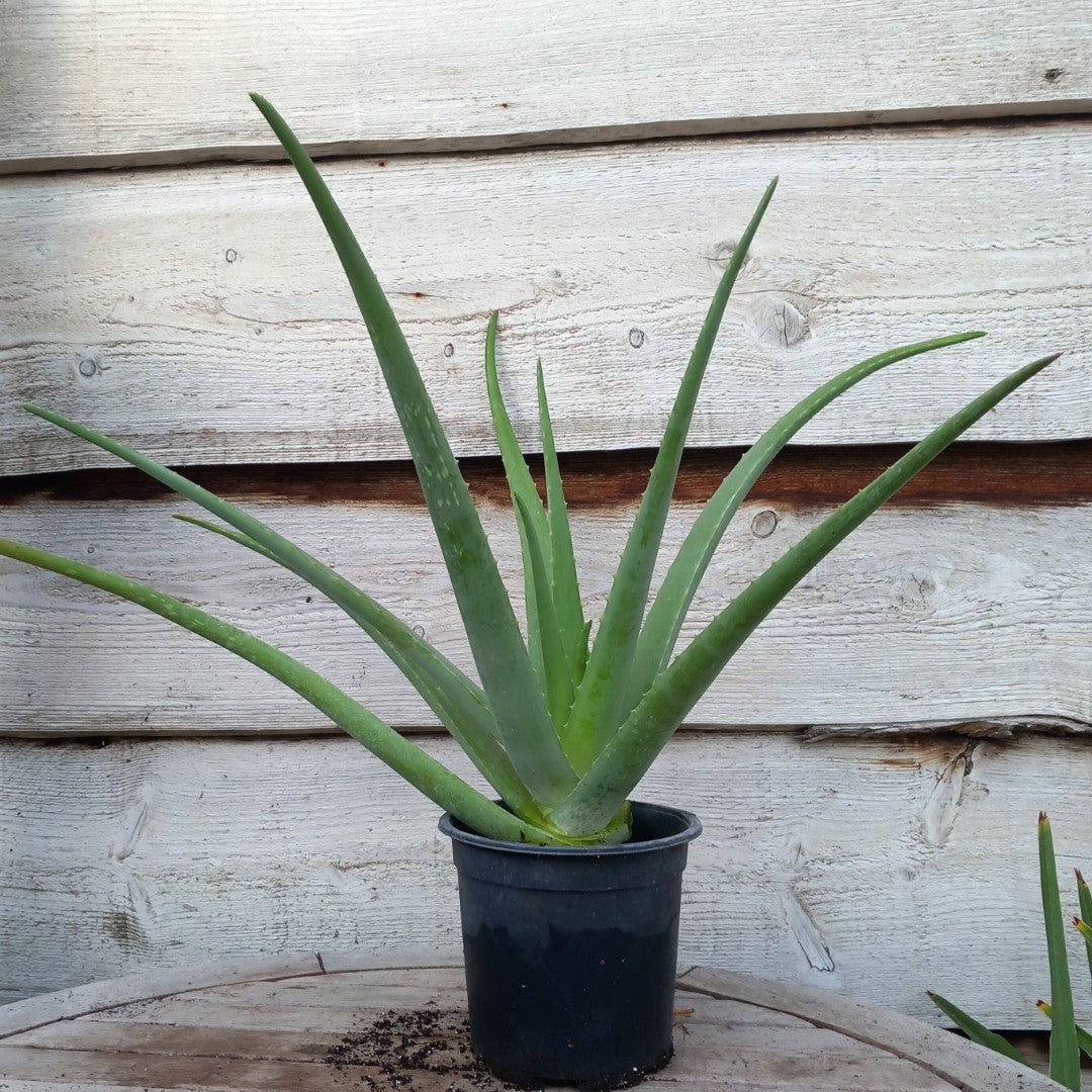 Aloe vera barbadensis, total 50-60 cm