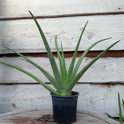 Aloe vera barbadensis, total 50-60 cm