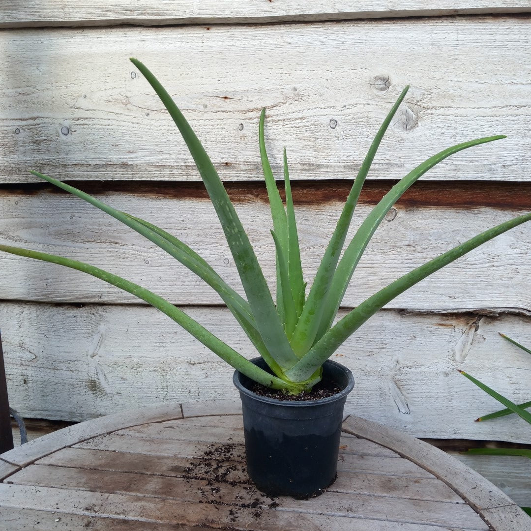 Aloe vera barbadensis, total 50-60 cm