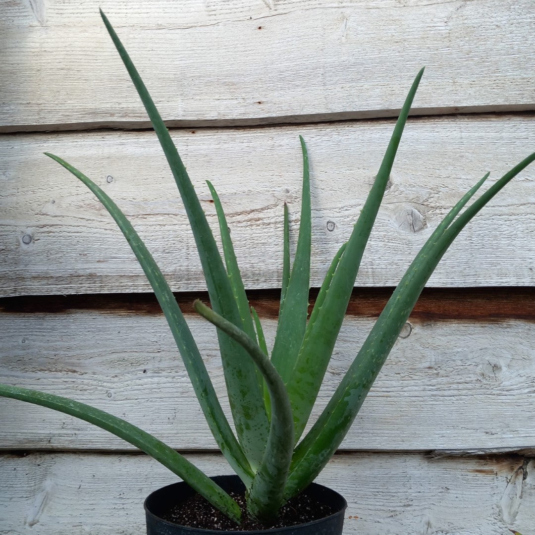 Aloe vera barbadensis, total 60-70 cm