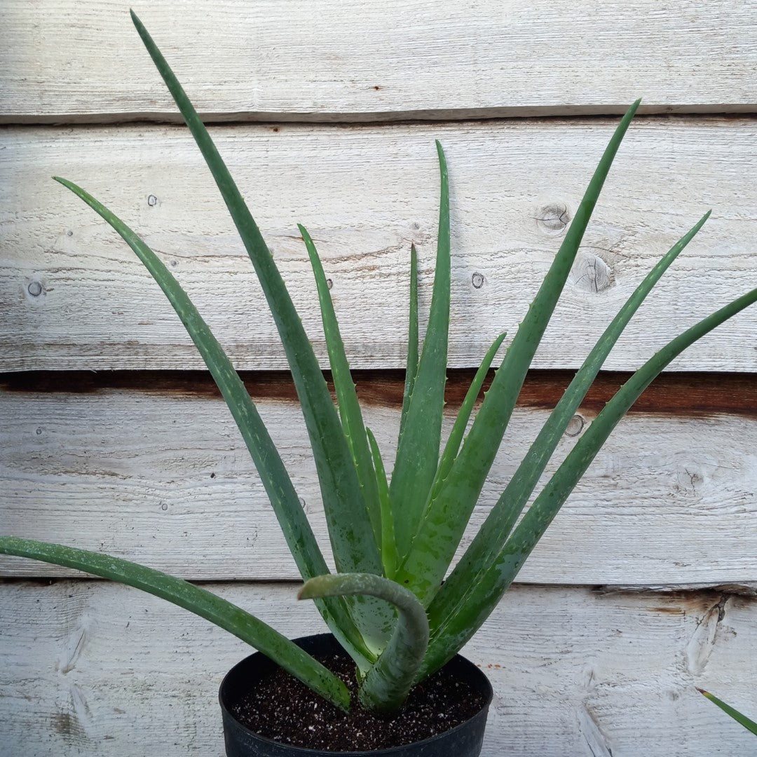 Aloe vera barbadensis, total 60-70 cm